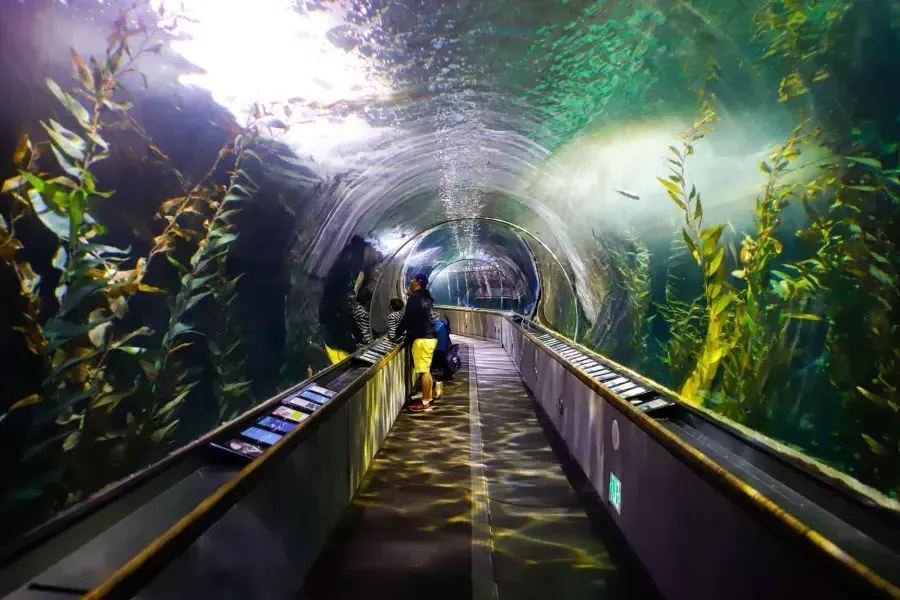 一家人在海湾水族馆的隧道里观察海洋生物